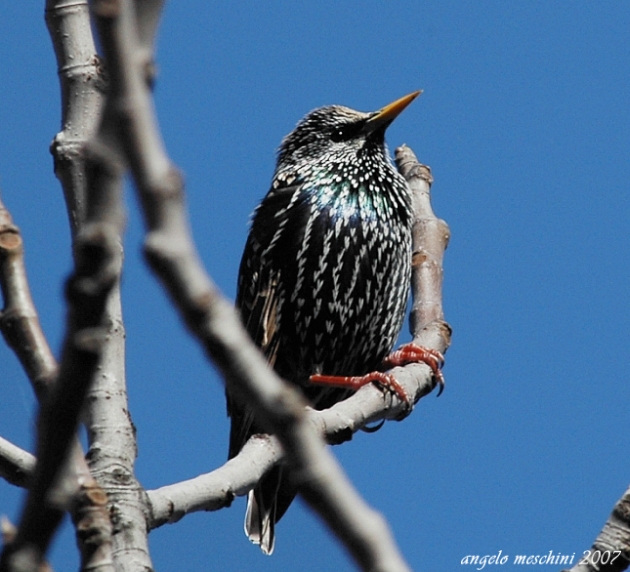 atterraggio di Storno Sturnus vulgaris carrellata d''immagini